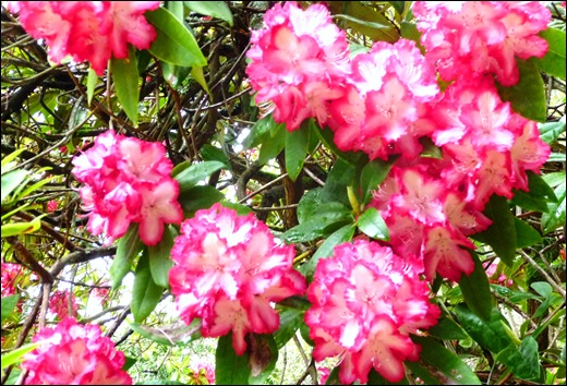 Buçaco - jardim do palácio - rodhodendron branco-rosa