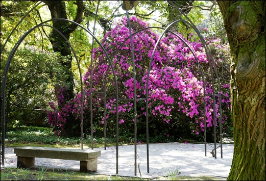 jardim serralves - azaleias