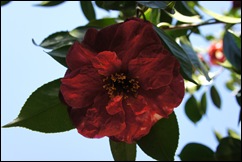 jardim serralves - flor camélia vermelha 3