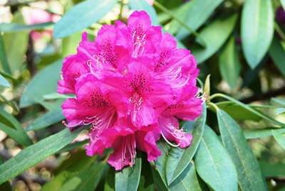 [jardim serralves - rododendron[7].jpg]