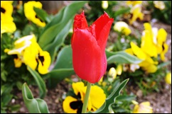 1.Trancoso -  tulipa vermelha