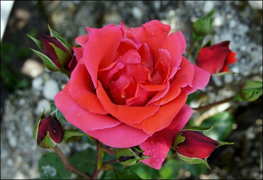 rosa trepadeira vermelha alaranjada 3 - Gloria Ishizaka