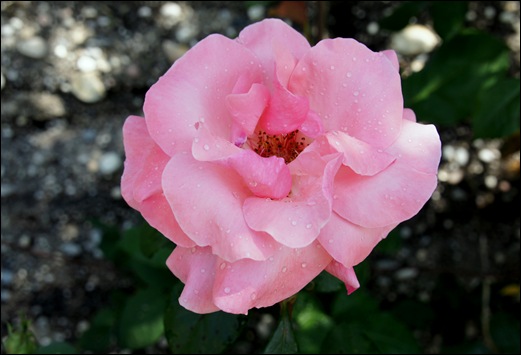 rosa rosa 2 - Gloria Ishizaka