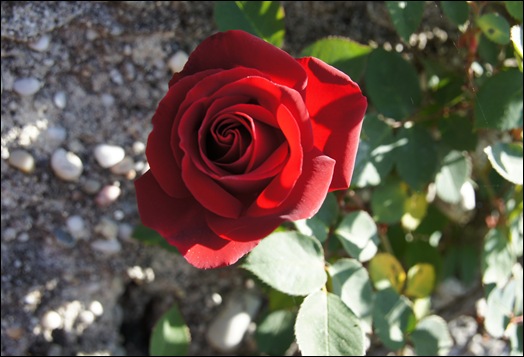rosa vermelha 3 - Gloria Ishizaka