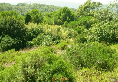 vegetation_san_pietro