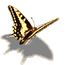 6.gif