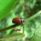Ectatomma ant & beetle