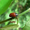 Ectatomma ant & beetle