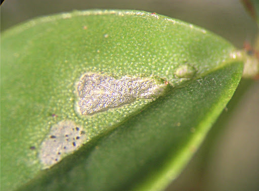 Figure 7 : larval feeding grooves on leaflet of host plant. Photo : D. Edge