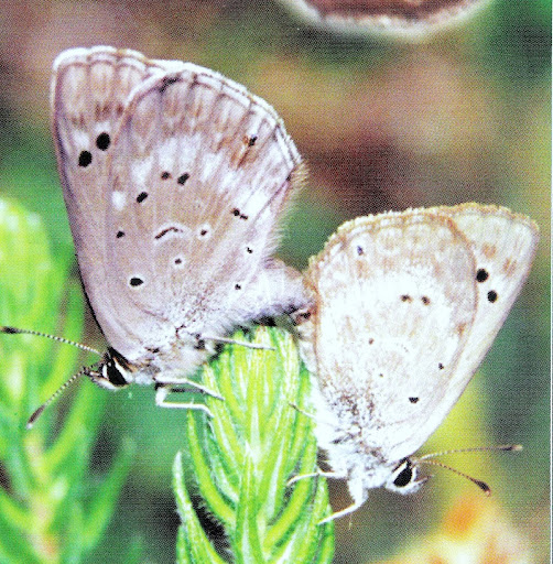 Figure 2 : couple d'O. niobe in copula ; le mâle est à droite. Photo : David Britton (1996)