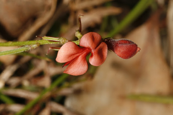 Fleur d'indigofera erecta. Photo : David Edge