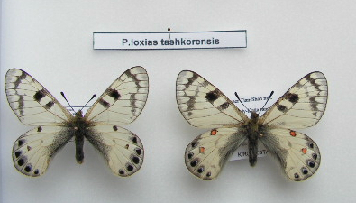 Parnassius (Kailasius) loxias tashkorensis KREUZBERG, 1984. Sary Dzaz, Tian Shan, Kirghizistan. Coll. & photo : G. Cardon