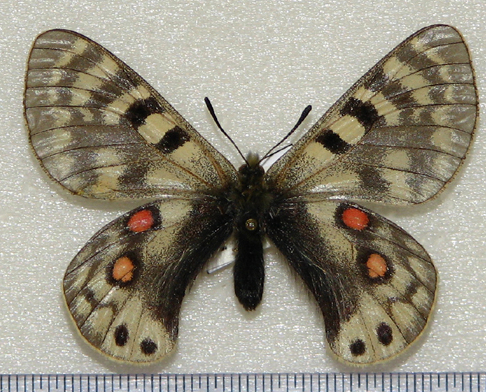 Parnassius (Koramius) cardinal GRUM-GRSHIMAILO, 1887,mâle. Chaîne du Darvaz, Tadjikistan. Photo : Pavel Morozov