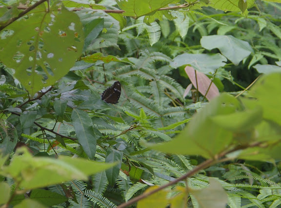 Hypolimnas bolina LINNAEUS, 1758, mâle. Port Barton, Palawan (Philippines), 12 août 2005. Photo : J.-M. Gayman