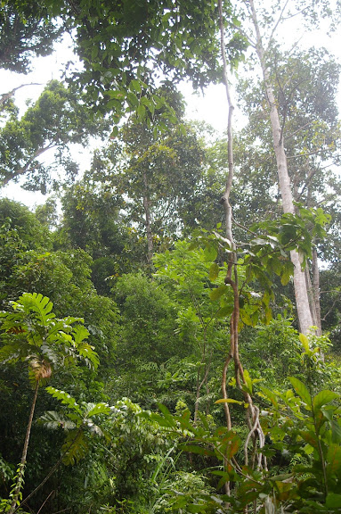 La forêt près de Port Barton. Palawan, 12 août 2005. Photo : J.-M. Gayman