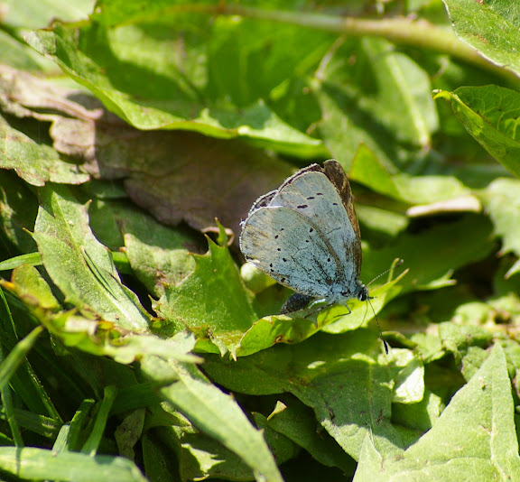 Celastrina argiolus LINNAEUS, 1758. Les Hautes-Lisières (Rouvres, 28), 21 mai 2010. Photo : J.-M. Gayman