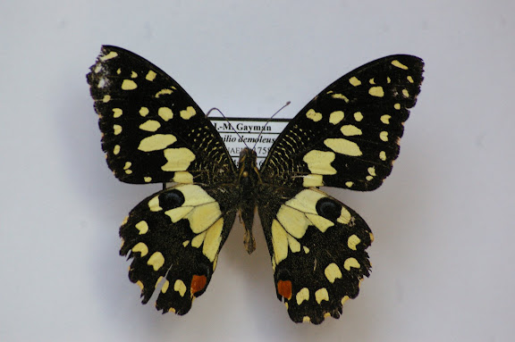 Papilio demoleus libanius, Sud de Makale, Sulawesi, août 2008. Photo : J.-M. Gayman