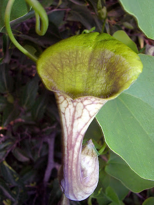 "Pipa de Holandes" : Aristolochia elegans (familia Aristolochiaceae), planta hospedadora de Battus polydamas. Foto : Carlos Marzano