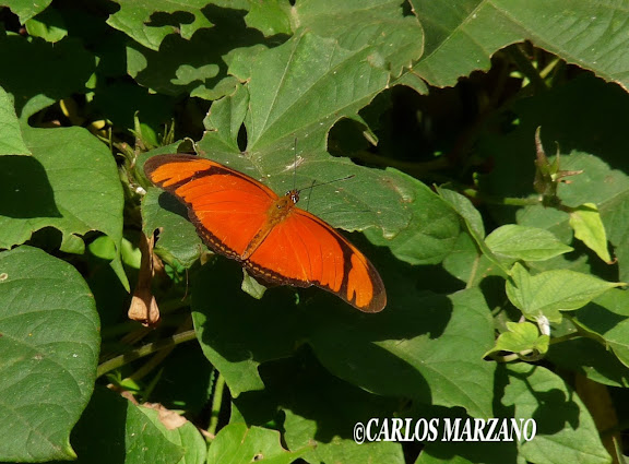 Dryas julia alcionea. Fotos tomadas en Reserva de Vicente Lopez sobre Lantana camara, 2 mayo 2009, Carlos Marzano