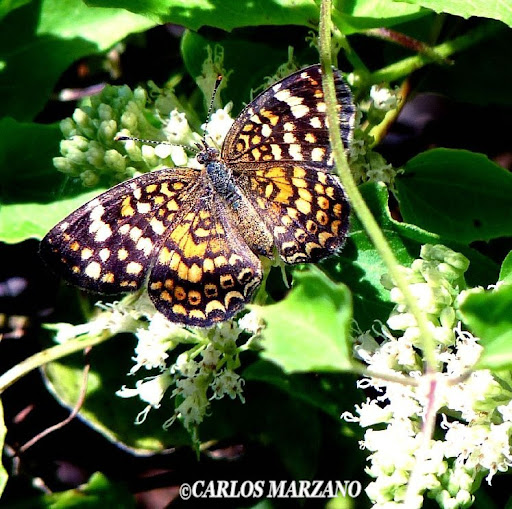 Phystis simois variegata. Observada en : Chaco, Jujuy, Misiones, San Luis, Córdoba, Buenos Aires. Foto : Carlos Marzano