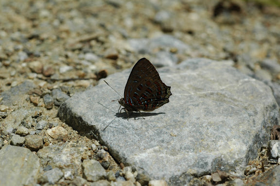 Été 2011 : voyage aux Moluques et en Papua - Hypochrysops polycletus LINNAEUS, 1758. Meni, Arfak, 24 août 2007. Photo : G. Zakine