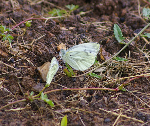 Pieris napi napi, première génération, les Hautes-Lisières (28260). Photo : J.-M. Gayman. 26 juin 2008
