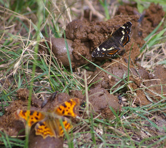 Araschnia levana f. prorsa, les Hautes-Lisières (28260). Photo : J.-M. Gayman. 29 juin 2008