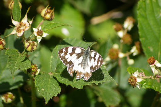 Melanargia galathea galathea, les Hautes-Lisières (28260). Photo : J.-M. Gayman. 30 juin 2008