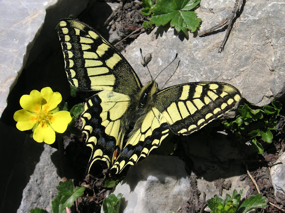 Papilio machaon centralis STAUDINGER, 1886, Anzob Pass, 4000 m, 27 juin 2008. Photo Jean-Marie Desse