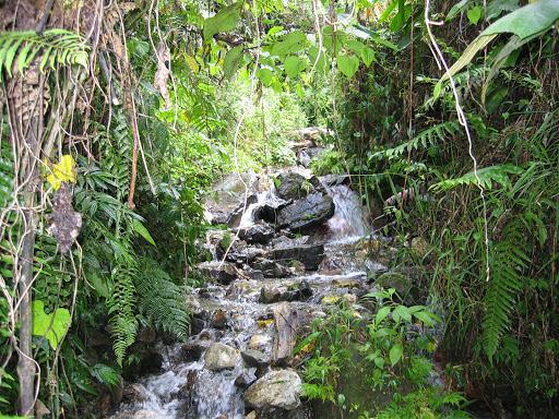 Le ruisseau à Mokwam, refuge de Delias ladas levis. Arfak, août 2007. Photo : Jacques Marquet