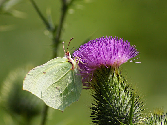 Gonopteryx rhamni LINNAEUS, 1758, femelle, sur fleur de cirse. Les Hautes-Lisières, 16 juillet 2009. Photo : J.-M. Gayman