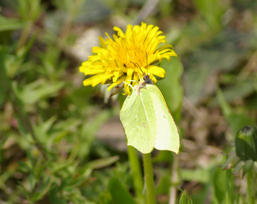 Gonopteryx rhamni LINNAEUS, 1758, "frotté" sur Pissenlit commun (jardin). Les Hautes-Lisières, 5 avril 2009. Photo : J.-M. Gayman