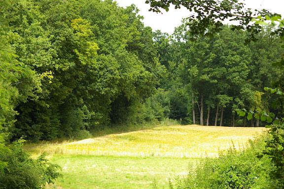 Forêt et champ, biotopes de nombreuses espèces. Les Hautes-Lisières, 10 juillet 2009. Photo : J.-M. Gayman