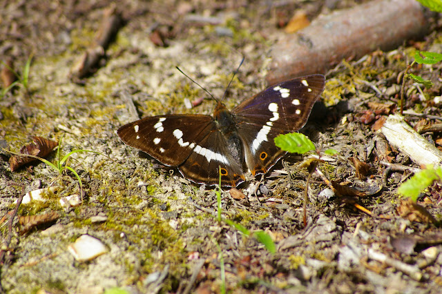 Apatura iris LINNAEUS, 1758, mâle. Les Hautes-Lisières, 13 juillet 2009. Photo : J.-M. Gayman