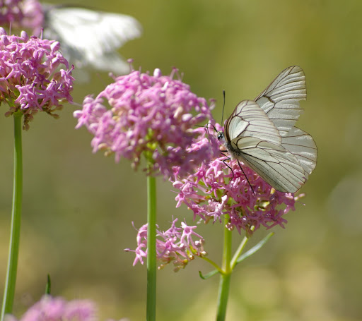 Aporia crataegi LINNAEUS, 1758. Vallon Claous, 2050, m (Mélezen), Alpes-de-Haute-Provence), 7 août 2009. Photo : J.-M. Gayman