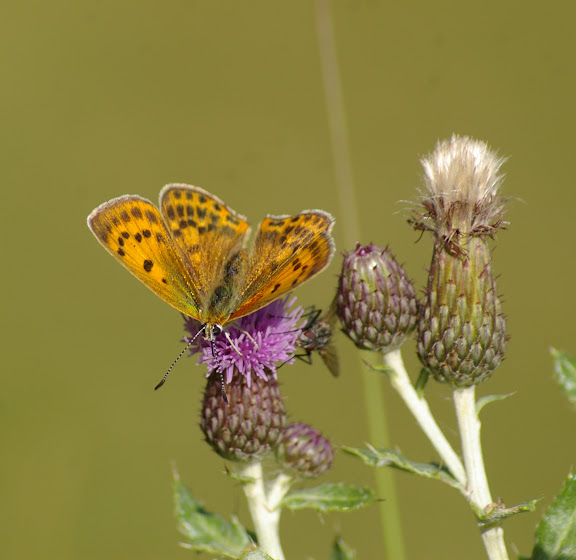Heodes virgaureae LINAAEUS, 1758, femelle. Super Sauze, 1700 m (Alpes-de-Haute-Provence), 8 août 2009. Photo : J.-M. Gayman