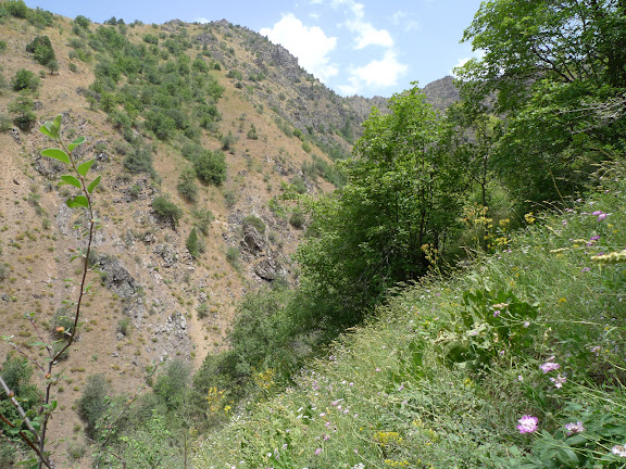 Biotope de Phoenicurusia margelanica STAUDINGER, 1881, et Polyommatus magnifica GRUM-GHRISMAÏLO, 1885, Varzob (35 km nord de Dushanbe), 1505 m, 7.VII.2009, Tadjikistan. Photo : J.-F. Charmeux