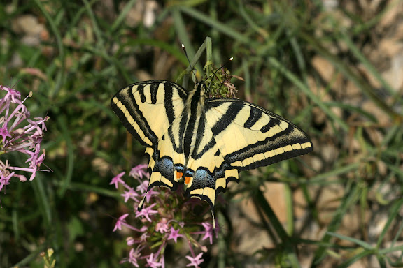 Papilio alexanor ESPER, 1799, environs de Saint-Crépin, Hautes-Alpes (1000-1300m), juillet 2008. Photo : Luc Manil