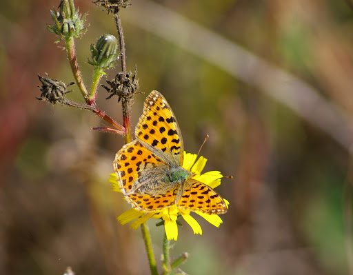 Issoria lathonia LINNAEUS, 1758, femelle. Les Hautes Lisières, 8 octobre 2009. Photo : Jean-Marc Gayman