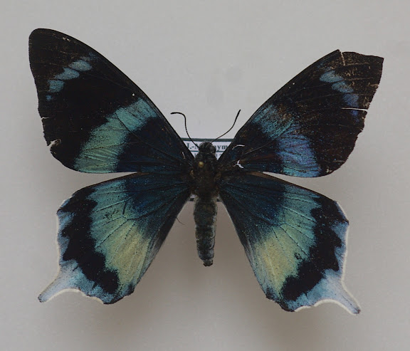 Papilio laglaizei DEPUISET, 1877. Meni, Arfak, août 2007. Photo : J.-M. Gayman