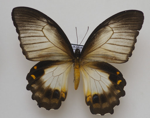 Papilio aegeus ormenus GUÉRIN-MÉNEVILLE, 1831, femelle forme ormenus var. onesimus. Meni, Arfak, 25 août 2007. Photo : J.-M. Gayman