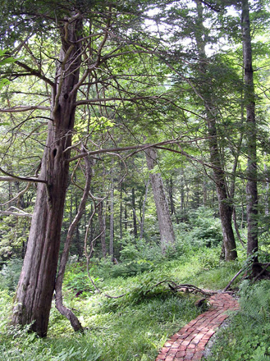 La taîga autour du bungalow. Monts Livadyiskij. Photo : Yuri Berezhnoi