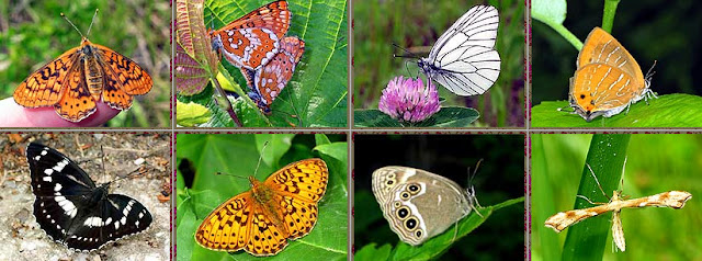 1a : Euphydryas sibirica davidi OBERTHÜR, 1882 - Lac Khasan. 1b : couple d'Euphydryas sibirica davidi - Lac Khasan. 1c : Aporia crataegi LINNAEUS, 1758 - Monts Sinyi. 1d : Wagimo signata BUTLER, 1882 - Monts Sinyi. 2a : Limenitis doerriesi STAUDINGER, 1892 - Monts Sinyi. 2b : Speyeria (Argynnis) aglaja LINNAEUS, 1758 - Oussouri. 2c : Lopinga (Crebeta) deidamia erebina BUTLER, 1883 - Monts Sinyi. Photos : N. N. Baletskij