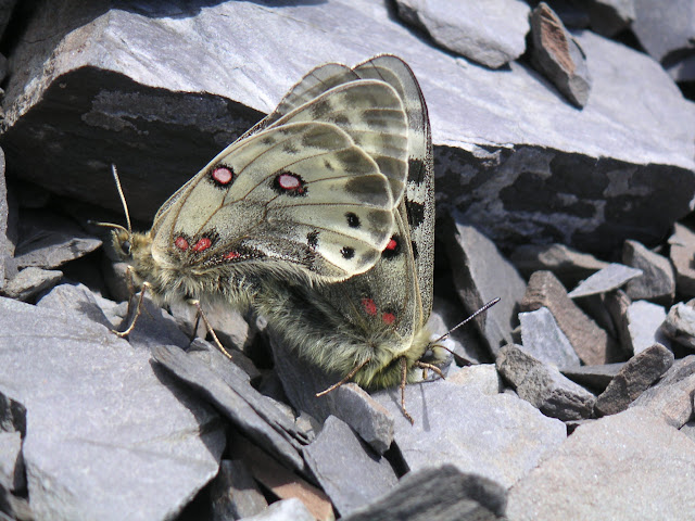 Accouplement de Parnassius (Koramius) delphius albulus HONRATH, 1889. Vallon de Gelley-Karagaï, vallée de Kyzyl Aksuu (3000 m), Kungej Alatau, Kyrgyzistan (5 juillet 2006). Photo : F. Michel