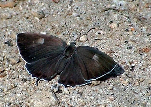 Favonius orientalis schischkini KURENTZOV, 1970, femelle - Monts Sinyi. Photo : N. N. Balatskij