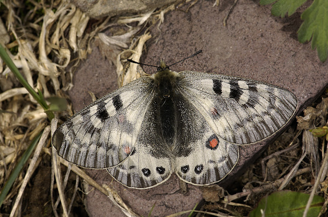 Été 2006 : Expédition au Kyrgyzistan - Parnassius delphius namangamus ELWES, 1886. Alabel Pass (3300 m), 28 juin 2006. Photo : E. Zinszner