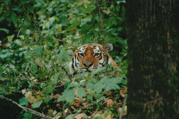 Tigre de l'Oussouri. Photo : Valeryi Lysanskyi