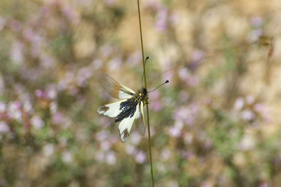 Névroptère : Ascalaphus ottomanus GERMAR, 1817. Brunet (Alpes-de-Haute-Provence), 14 juin 2008. Photo : J.-M. Gayman