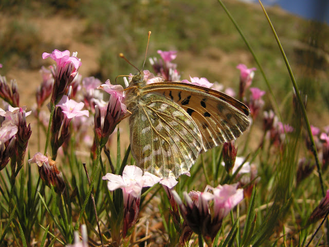 Juillet 2007 : Expédition au Tadjikistan - Argynnis argyrospilata KOTZSCH, 1938, mâle sur Acantholimon, au-dessus de Kuh-i-Lal, 3600 m, Pamir occidental, Tajikistan, 16 juillet 2007. Photo : F. Michel