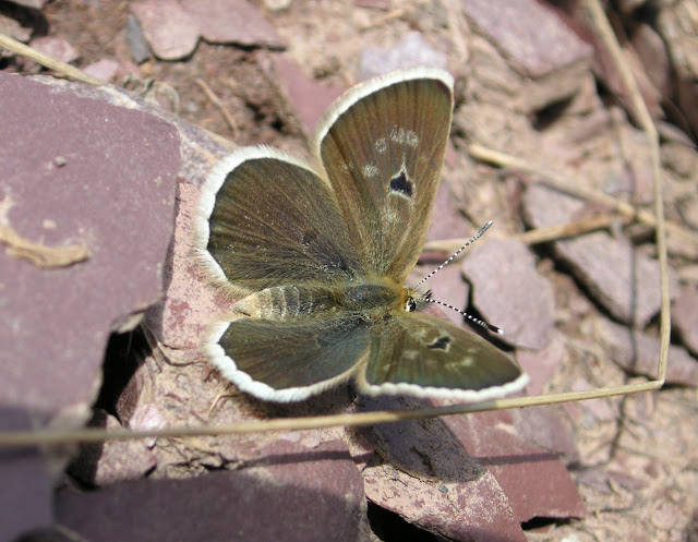 Juillet 2007 : Expédition au Tadjikistan - Agriades pheretiades pheretulus STAUDINGER, 1886, femelle. Au-dessus de Muk, 3400 m, vallée de Muksu, Tajikistan, 10 juillet 2007. Photo : F. Michel